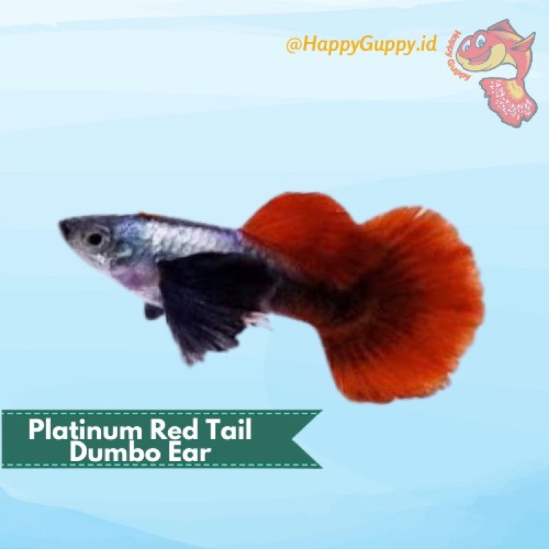 Ikan Hias Guppy Platinum Red Tail Dumbo Ear (PRTDE)