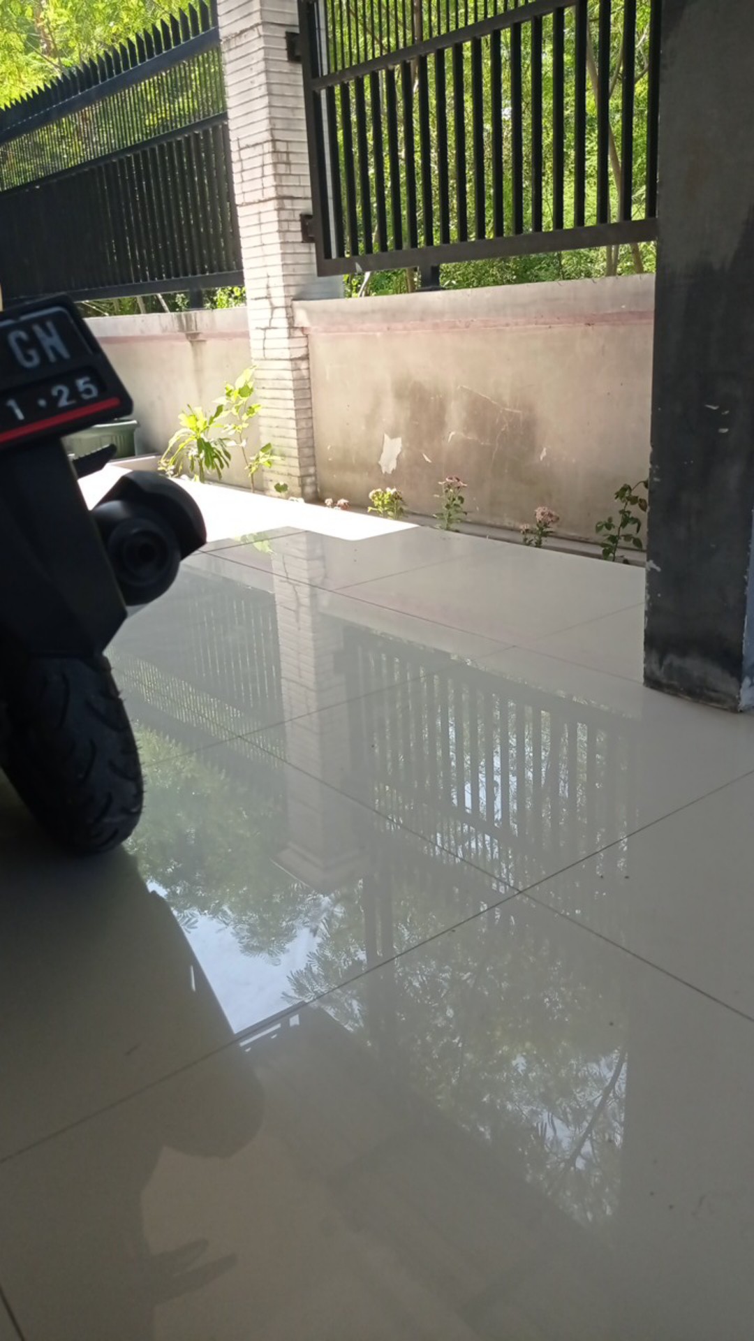 Tanaman Sayuran Daun Salam