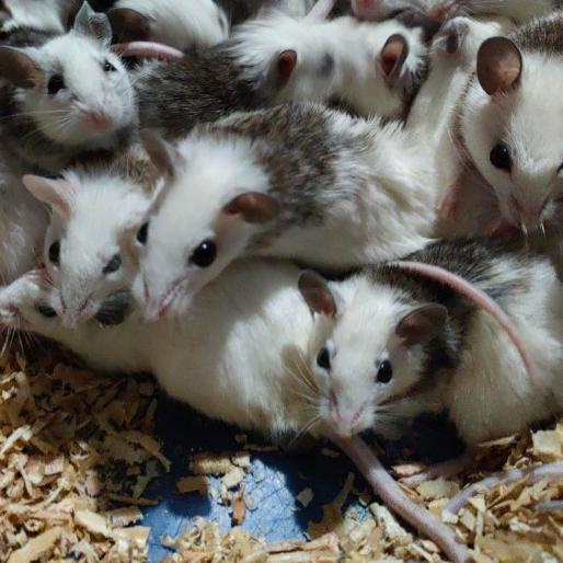 ♠ african soft fur medium ☻