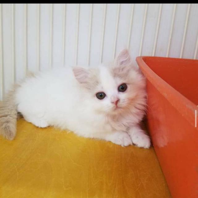 

Kucinge persia