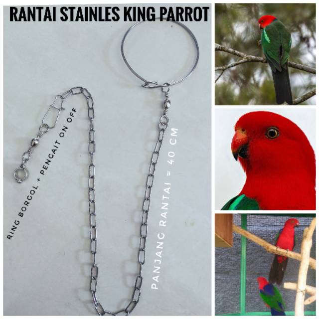 Rantai Stainles Burung King Parrot