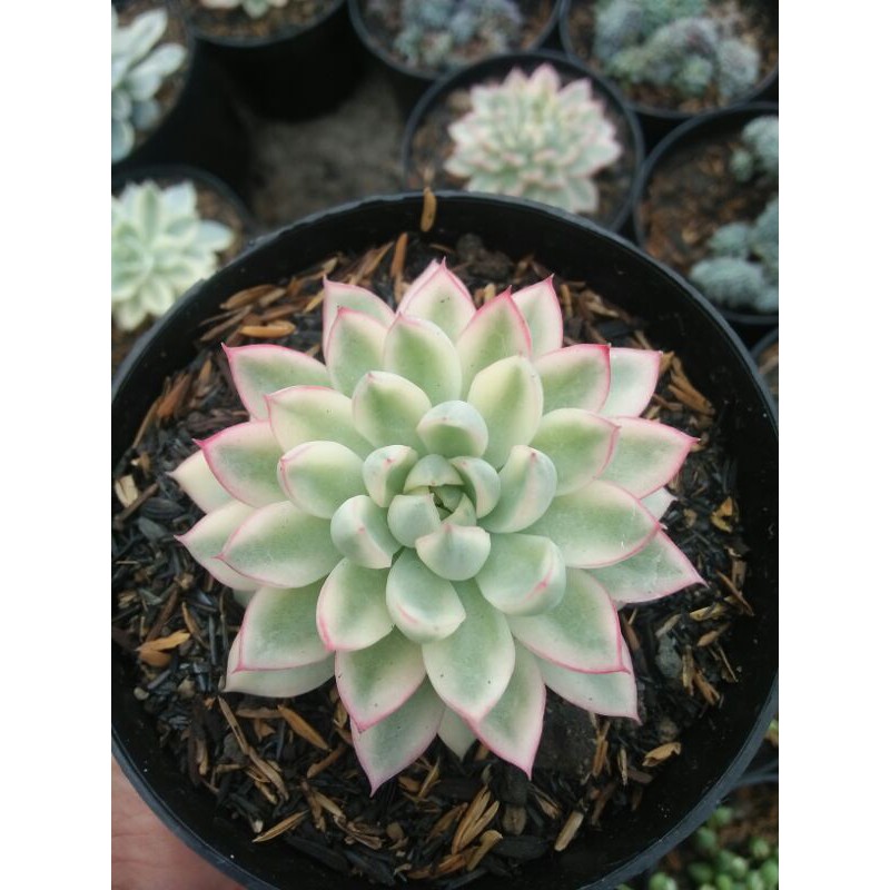 kaktus sukulen echeveria mebina