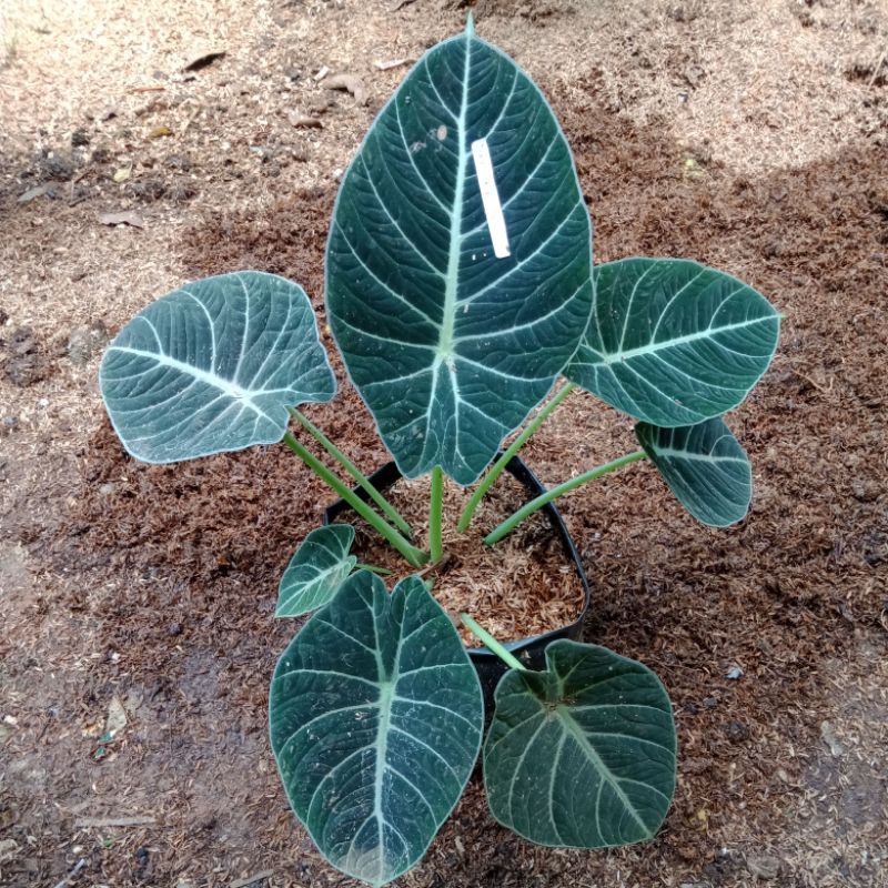 Alokasia black velvet,jumbo rimbun cakep murah