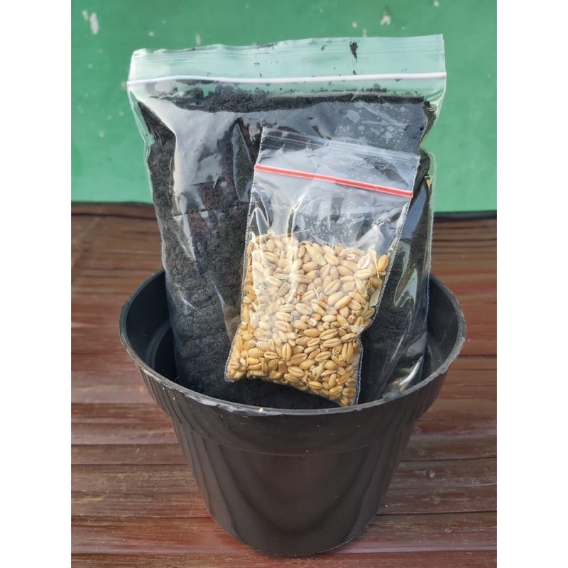 rumput kucing / paket menanam rumput kucing / rumput gandum kucing