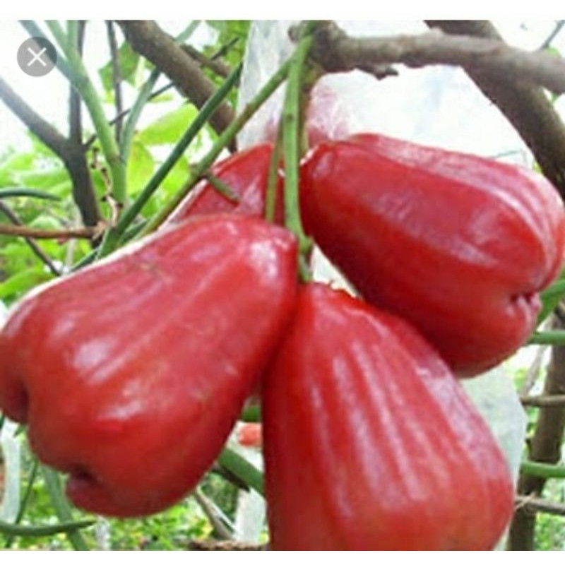 

JAMBU CITRA / JAMBU DELIMA / JAMBU AIR KHAS DEMAK 1 KG