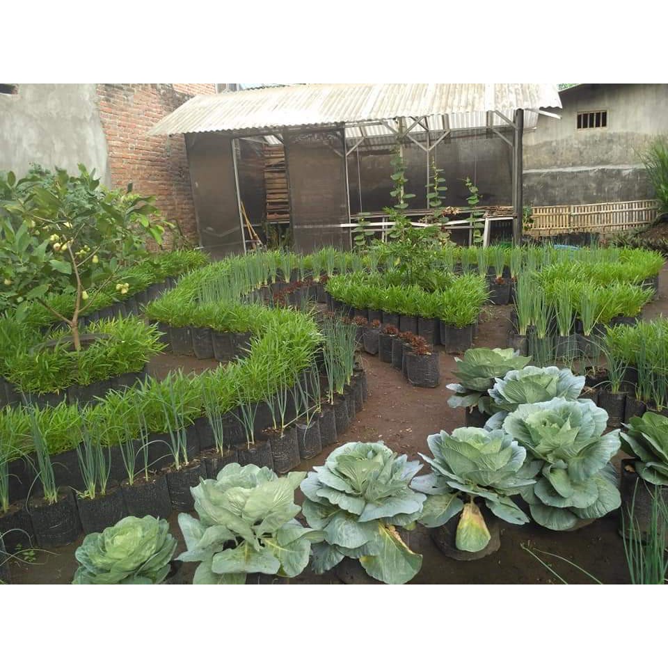 BENIH SERIBUAN - Aneka Bibit Sayuran Daun Sayur Hidroponik Varian Unggulan