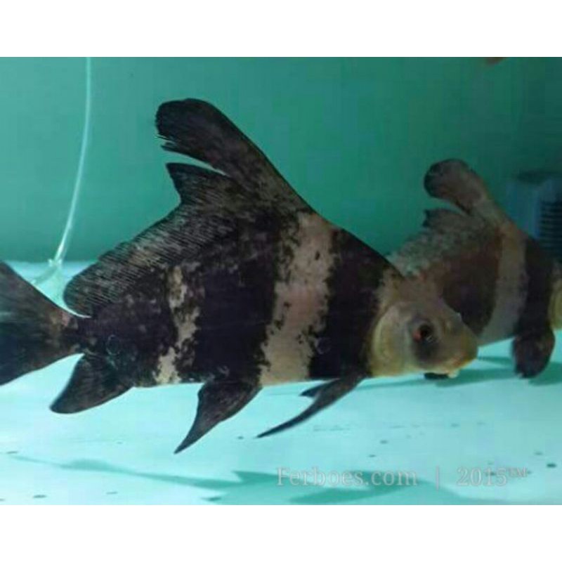 Ikan hias import Chinese high fin (CHF)