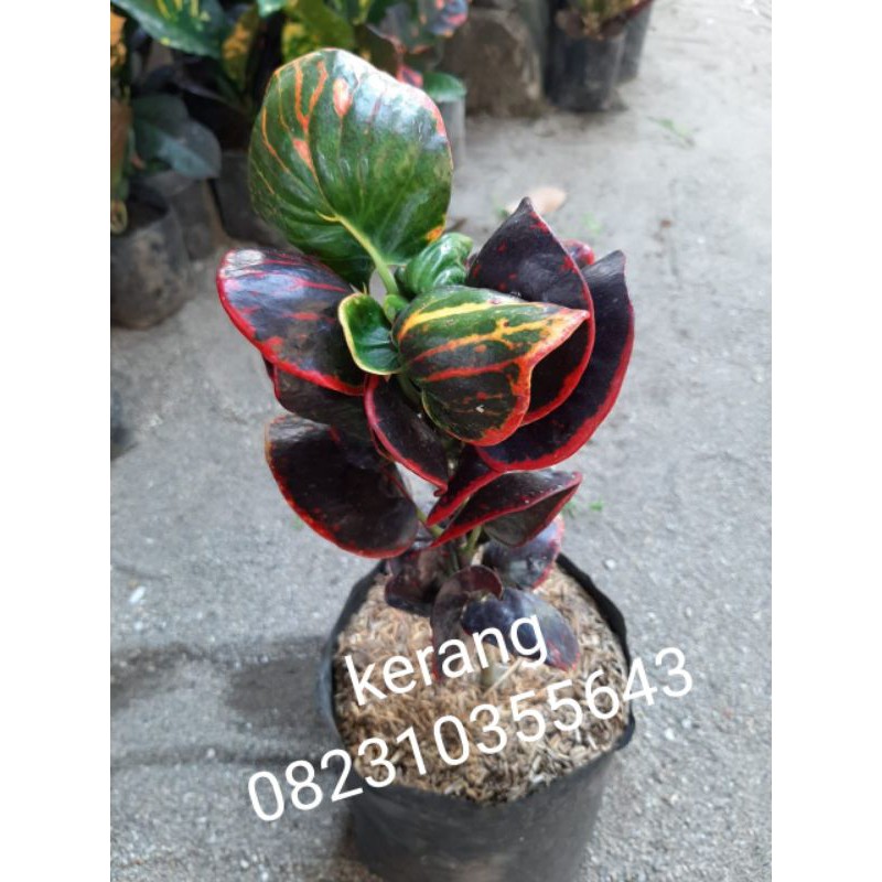 bibit tanaman hias bunga puring apel kerang