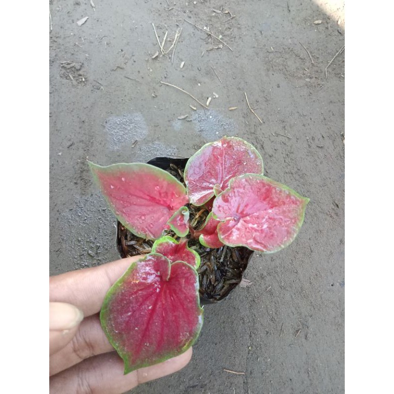 Keladi Merah, Jaguar