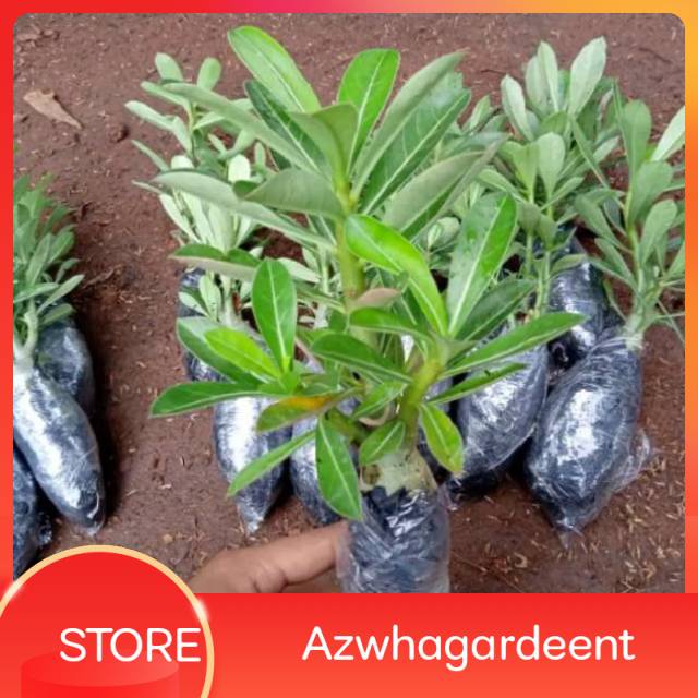 bibit tanaman adenium bunga pink bonggol besar bahan bonsai kamboja jepang -AG