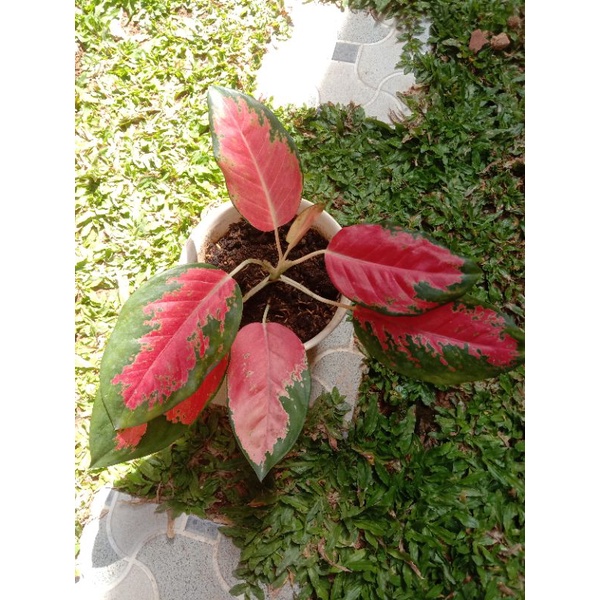 Aglonema Kochin Indukan