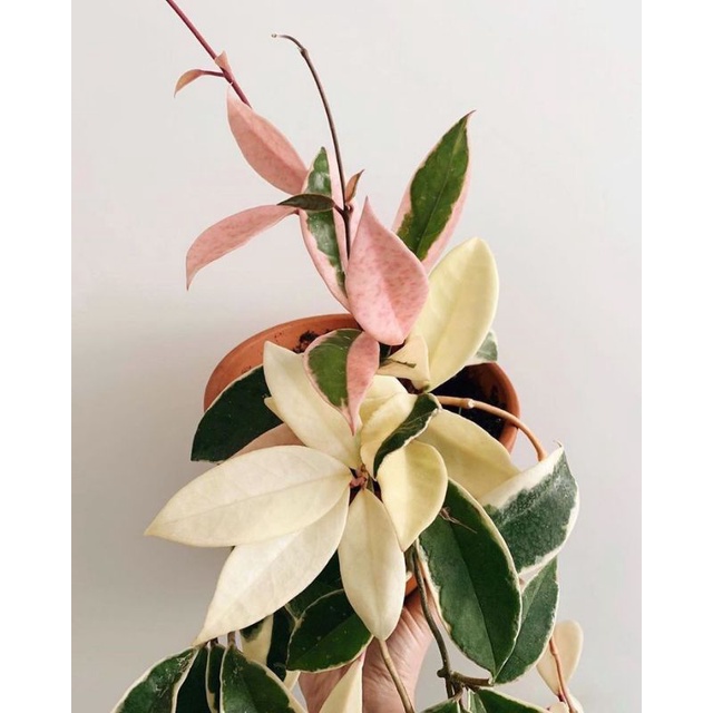 Tanaman hias hidup hoya krimson princess - bunga hidup/tanaman hias hoya/tanaman hidup hoya/bunga ho