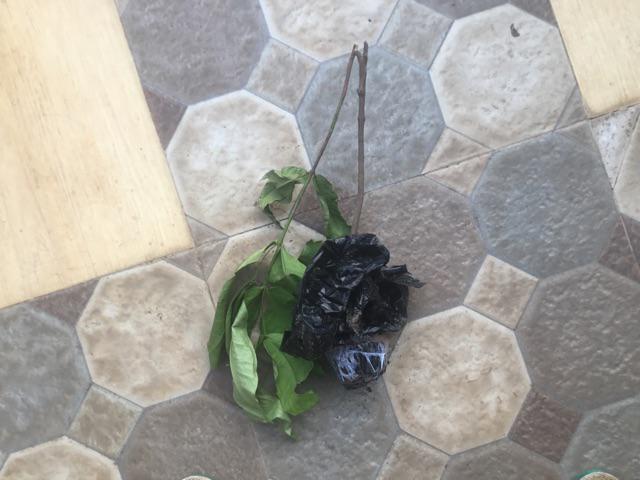 Bibit Jambu Air Cincalo