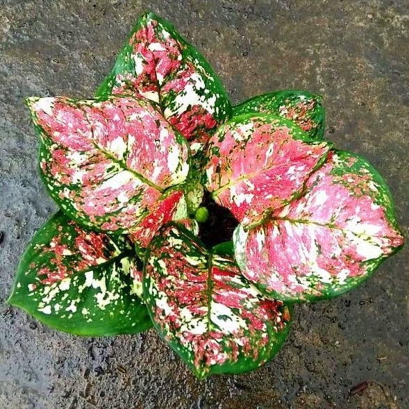 Aglaonema dud tri color / Aglonema dud tri color florist nursery / Aglonema dud tri color (Tanaman h