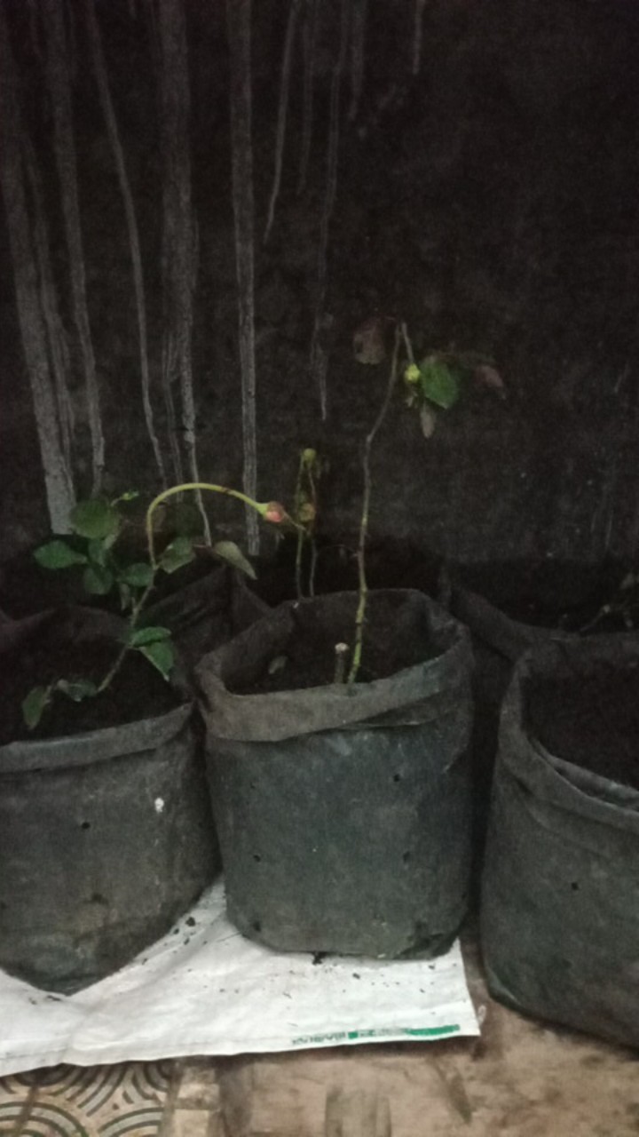 Paket Tanaman Bunga Mawar Mix 12 Pohon (1kg)