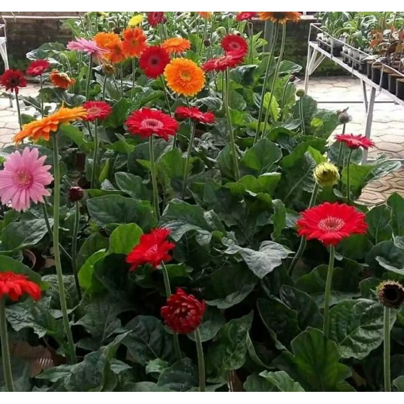 TANAMAN BUNGA HIDUP BUNGA GERBERA WARNA BUNGA RANDOM |COD| PROMO