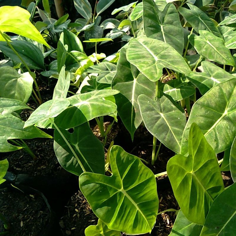 Keladi neon - Bibit tanaman alocasia neon hijau - BAKUL KEMBANG