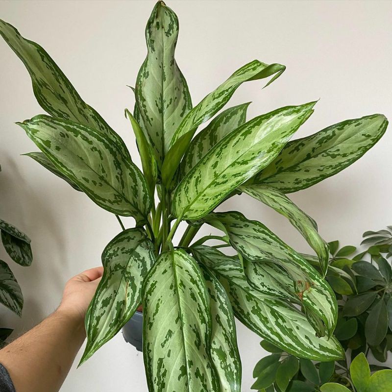 Aglaonema commutatum Dewasa