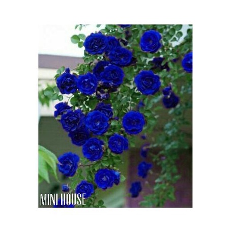 Ready Stock[Silahkn Diorder{Produkunggulan} Bibit Biji Benih Tanaman Rambat Biru ( Mawar )
