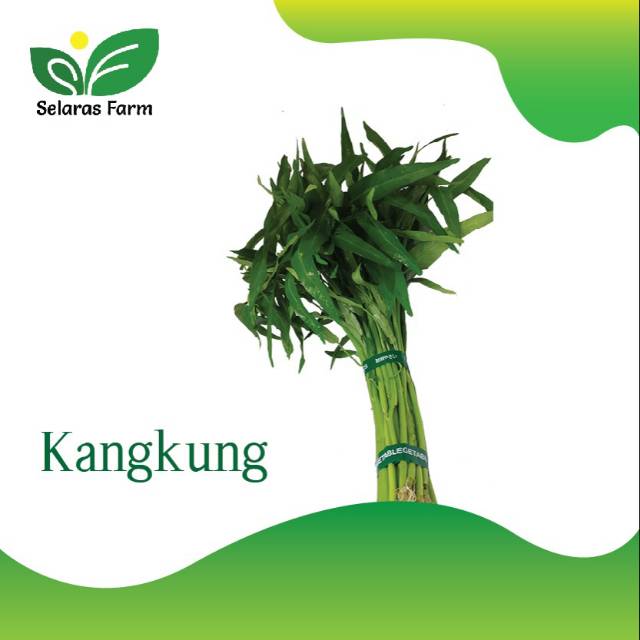 

Kangkung