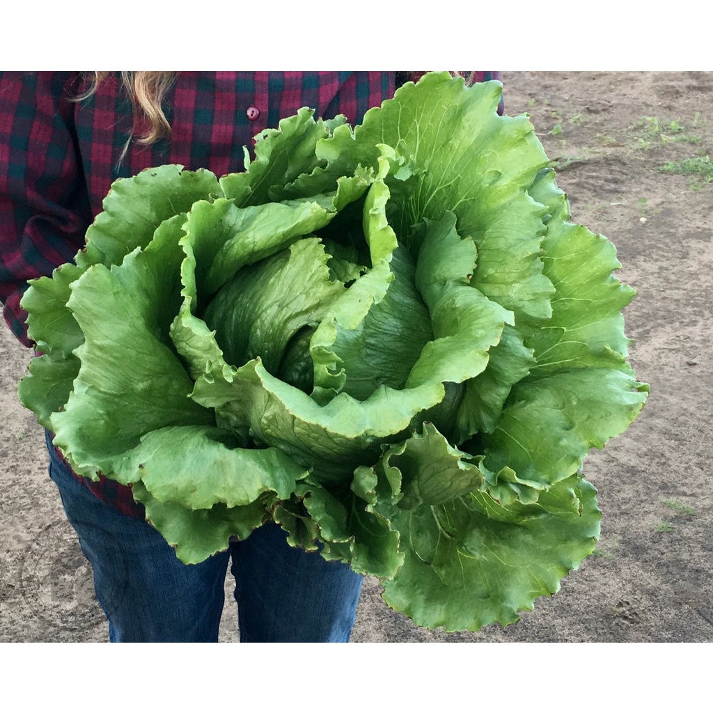 Benih Bibit Biji - Lettuce Green Krop Head Crisphead / Selada Bokor Hijau Seeds - Panen Dalam 75 Hari