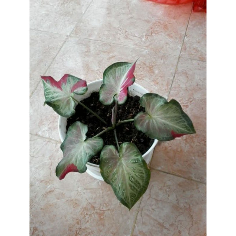 caladium shycool