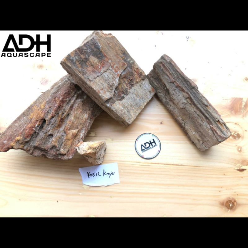 Batu fosil kayu - batu fosil kayu aquascape