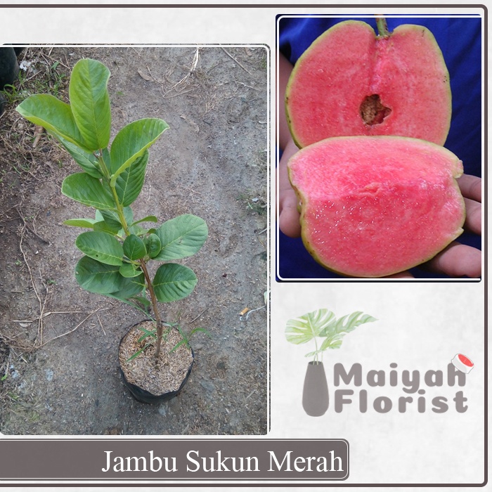 Bibit Buah Jambu Sukun Merah