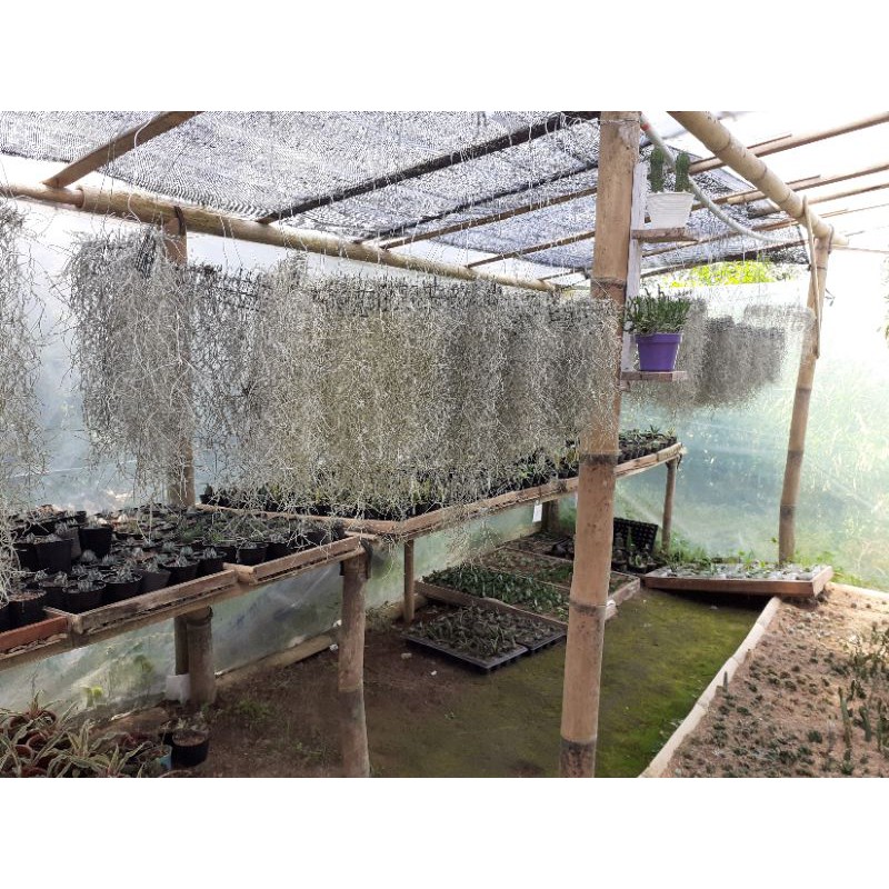 Tanaman Hias | Udara | Tillandsia Usneioides | Jenggot Nabi/Musa | Spanish Moss