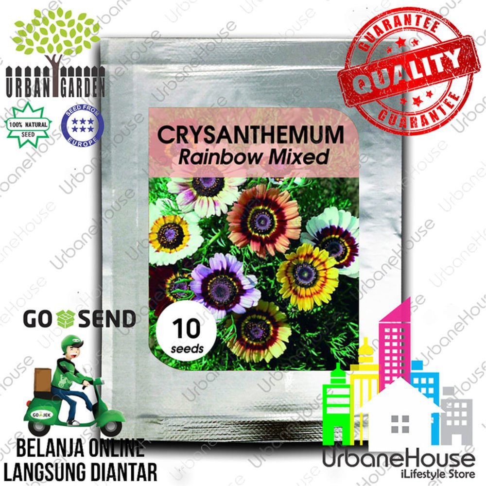 BENIH BUNGA CRYSANTHEMUM RAINBOW MIX IMPORT EUROPE - Benih Bunga