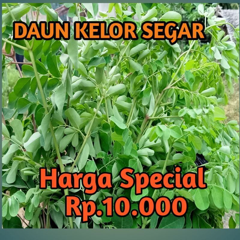 

Daun KELOR SEGAR Murah Meriah