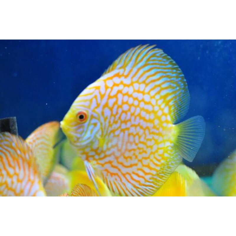 ikan discus yellow pigeon ukuran 2in