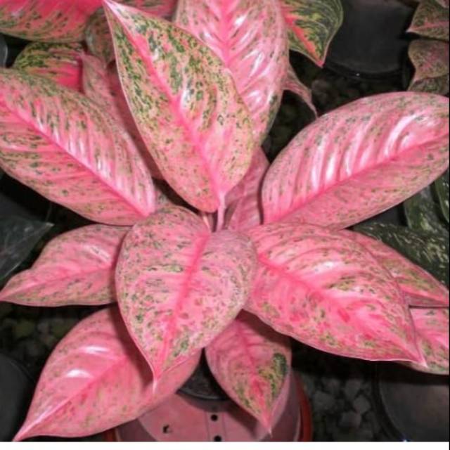 Aglonema sexylia pink