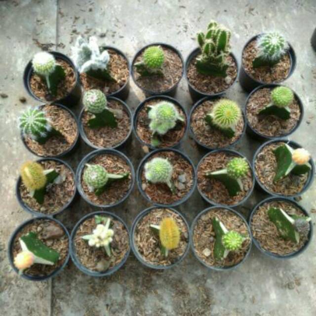 

Paket kaktus 20pcs