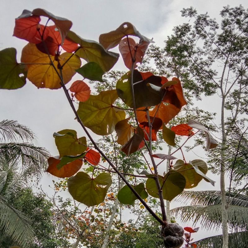 BIBIT WARU MERAH MURAH