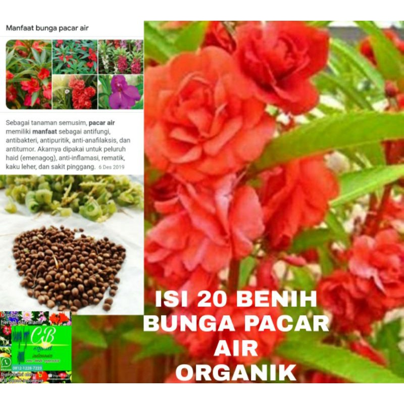 pacar air organik/20 benih/biji bunga pacar air