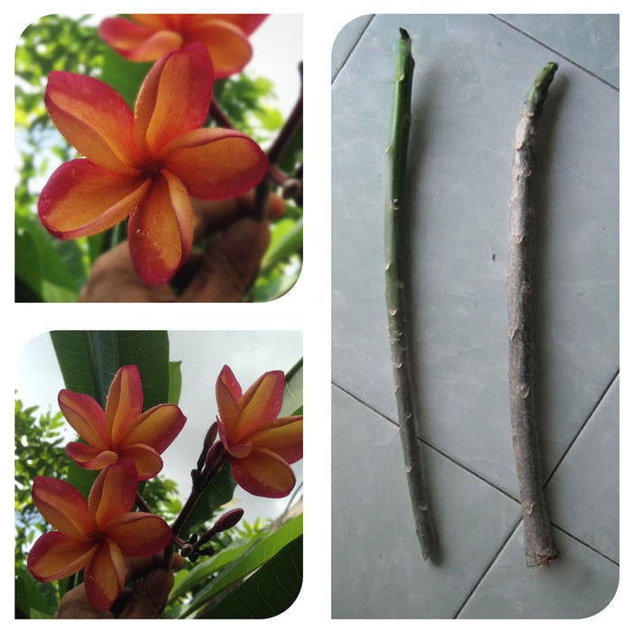 

Bibit Batang Kamboja Bibit Stek Jepun Orange Juice Cutting Frangipani