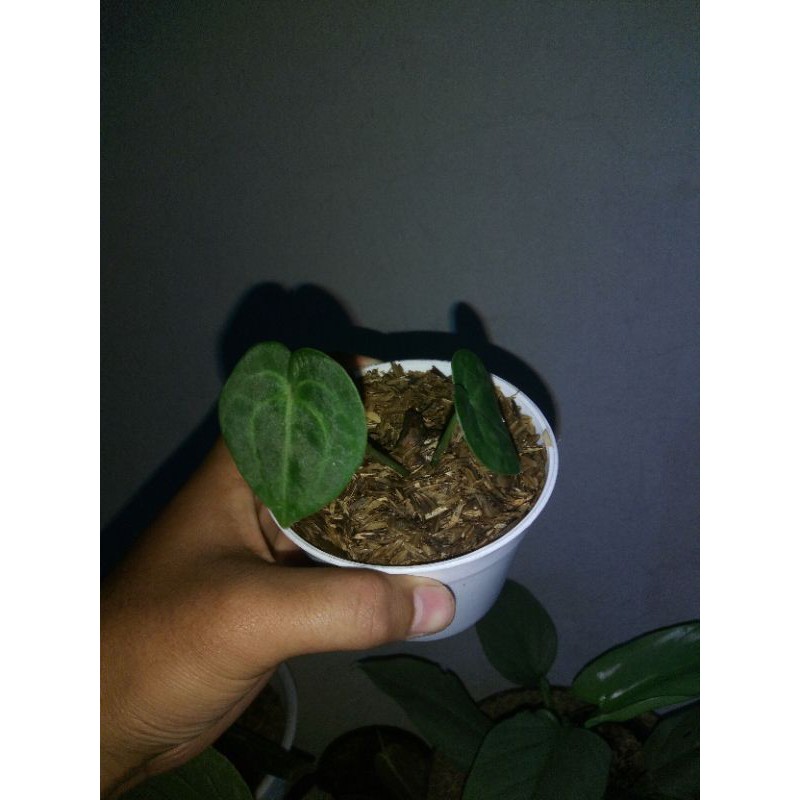 kuping gajah tarantula