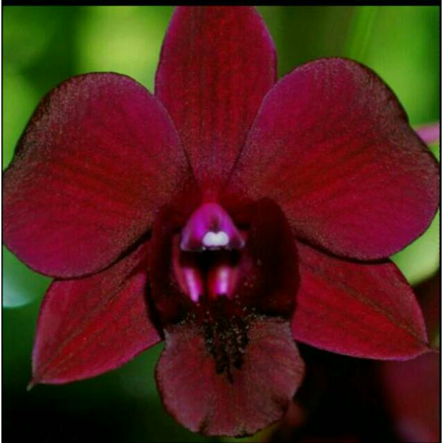 Anggrek Dendrobium Maradona