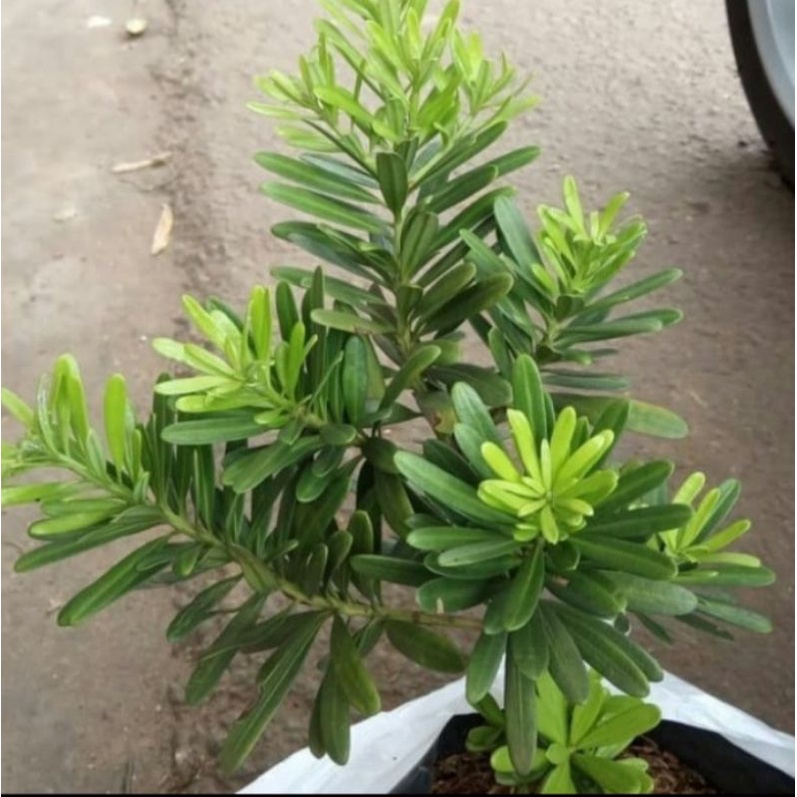 pohon lohansung cincuan tanaman hias lohansung