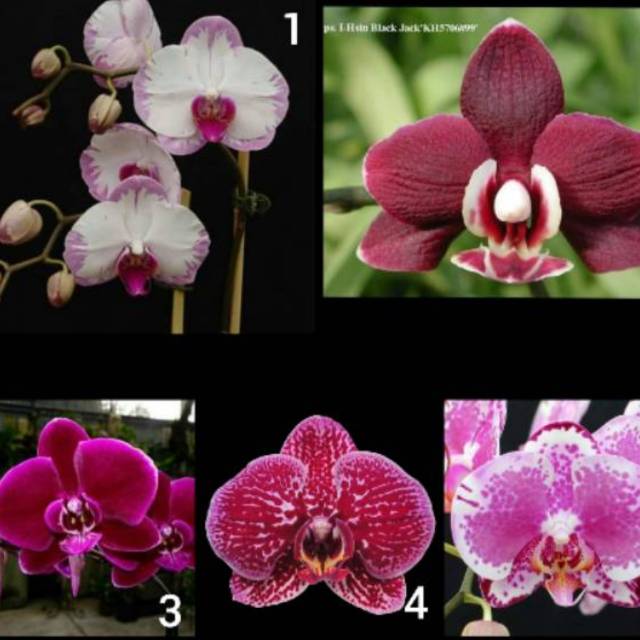 Anggrek bulan remaja