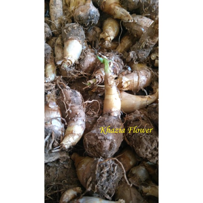 Tanaman-Bibit-Benih- Bibit Terbaik Umbi Bunga Sedap Malam Siap Tanam Asli Garut -Benih-Bibit-