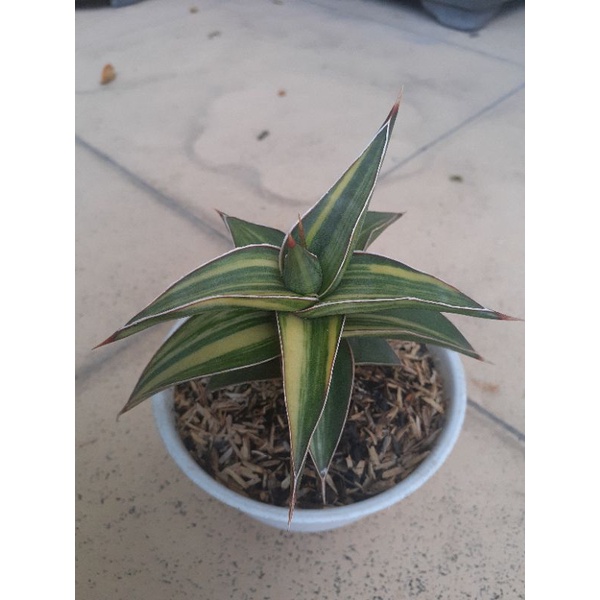 sansevieria lavranos 23251 varigata