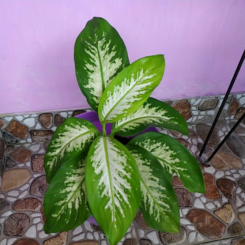 aglonema - Tanaman Sri rejeki tanaman hias atau Blanceng besar - Aglonema
