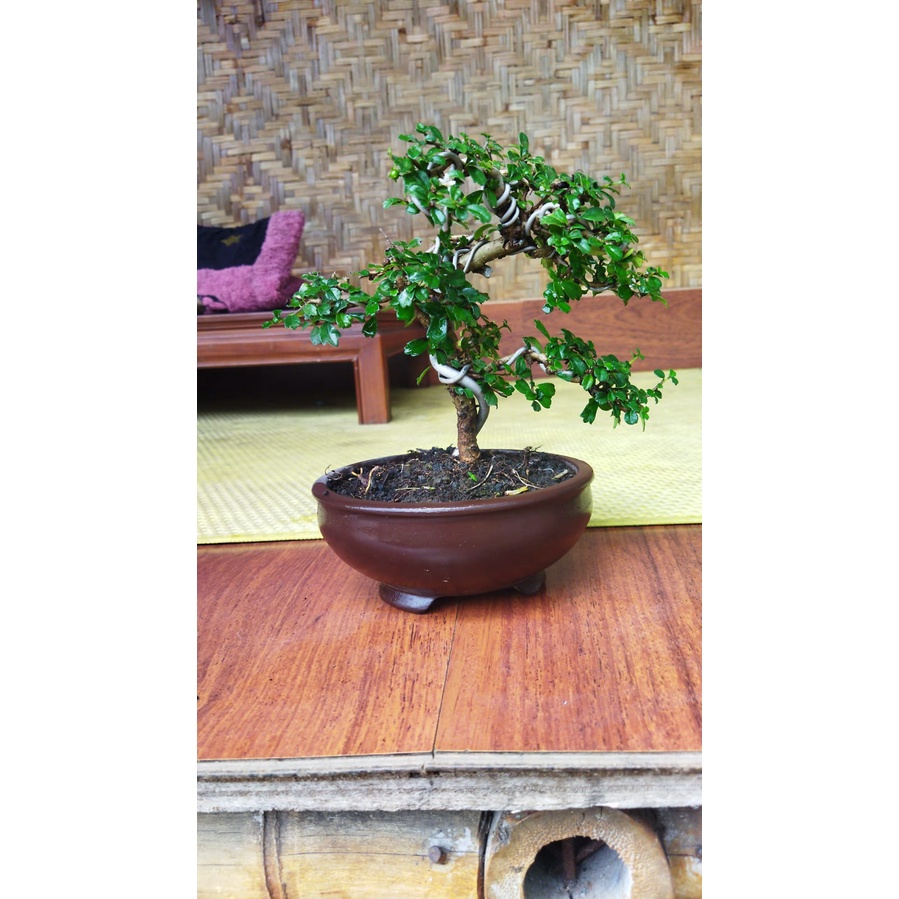 Bonsai Hokiantea Buah