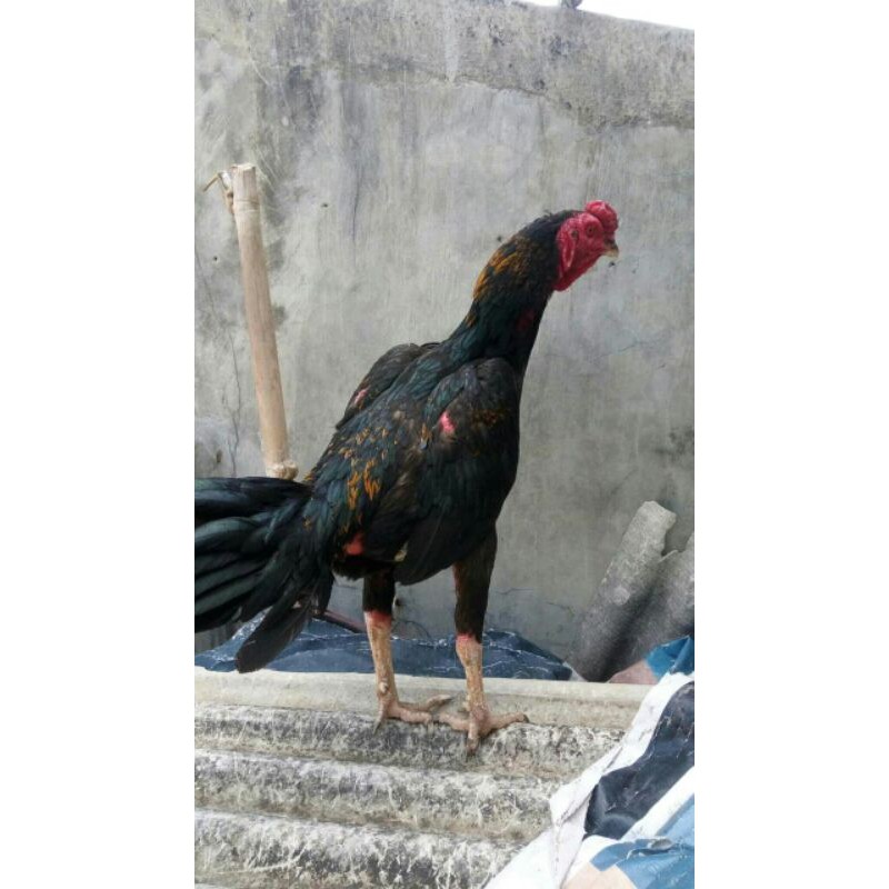 TELUR AYAM FRESH BULBI(BULU BIANG)