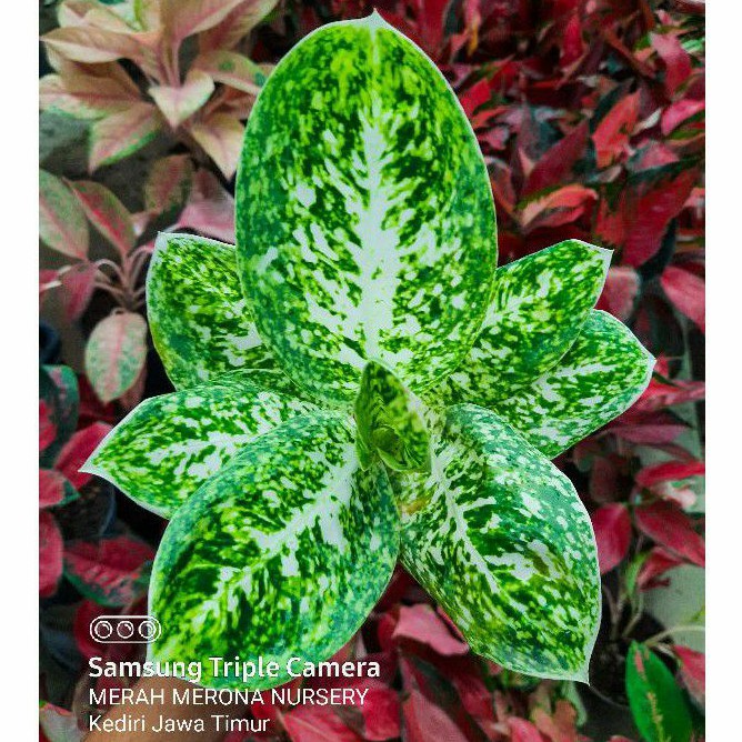 MILKY WAY merah merona nursery aglonema marikago aglaonema tanaman hias bukan legacy tricolor