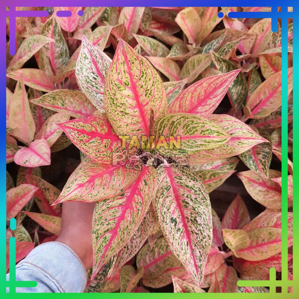 Tanaman Aglonema Legacy/ Aglaonema Legacy - Benih Tanaman Hias Aglonema