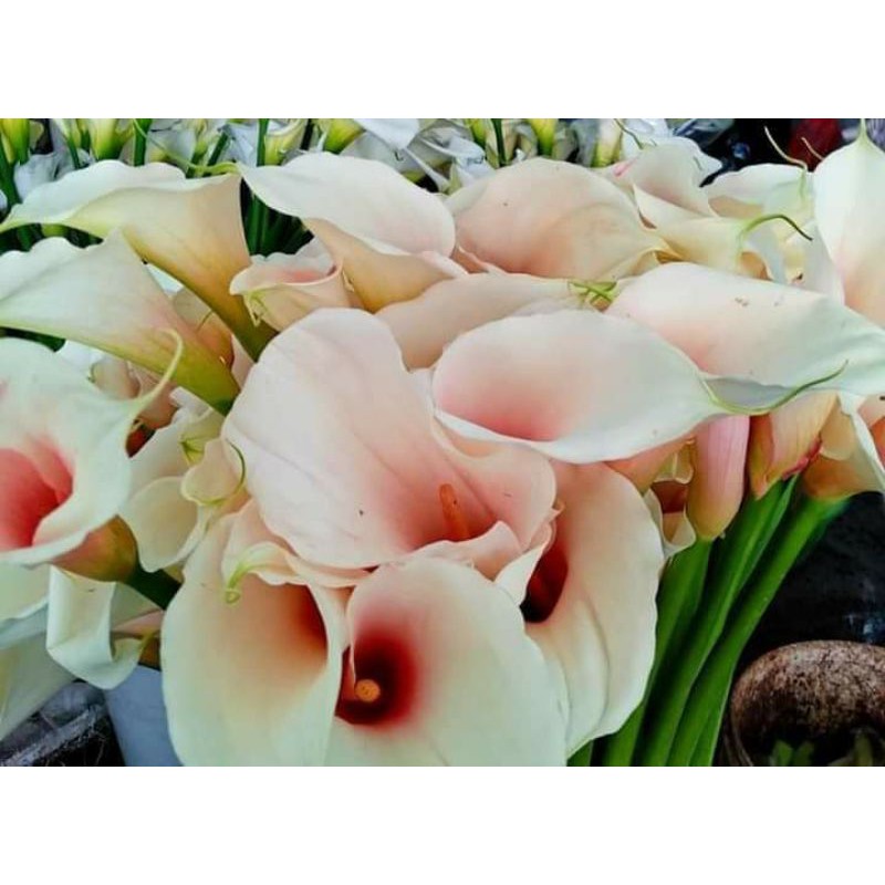 Umbi Calla Lily