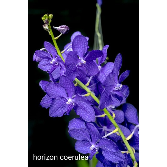 Anggrek Vanda Biru Dewasa Hybrid Siap Bunga Murah Berkualitas